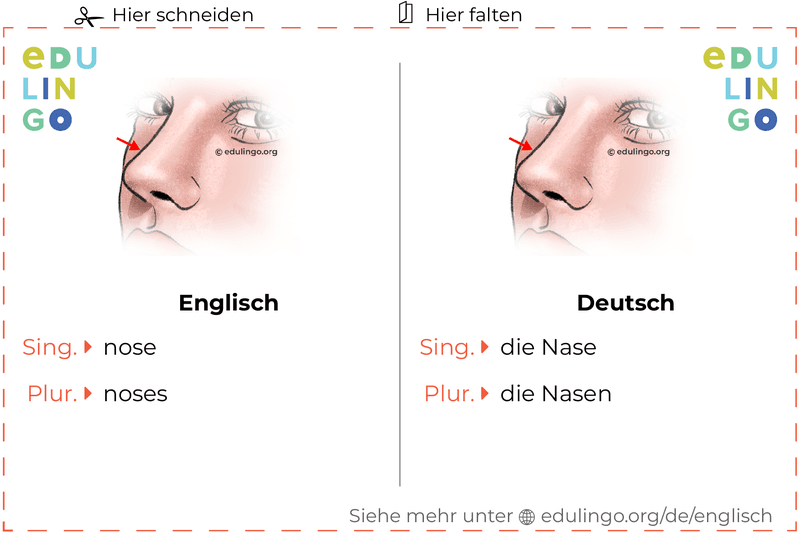 Nase auf Englisch Vokabelkartei zum Ausdrucken, Üben und Lernen
