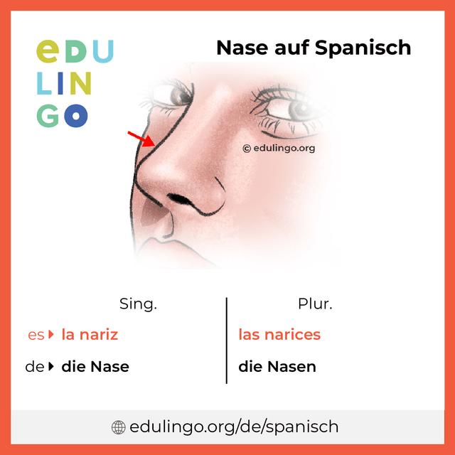 Nase auf Spanisch Vokabelbild mit Singular und Plural zum Herunterladen und Ausdrucken