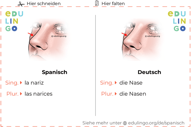Nase auf Spanisch Vokabelkartei zum Ausdrucken, Üben und Lernen