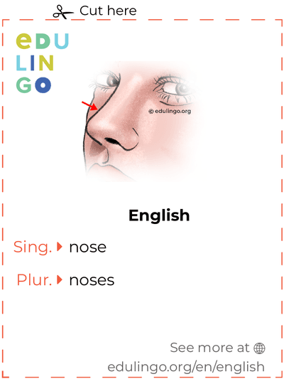 Nose in English vocabulary flashcard for printing, practicing and learning