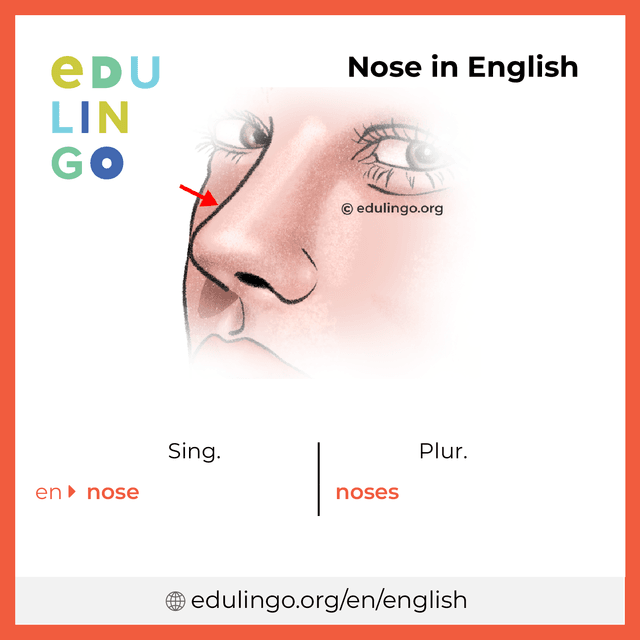 Nose in English vocabulary picture with singular and plural for download and printing