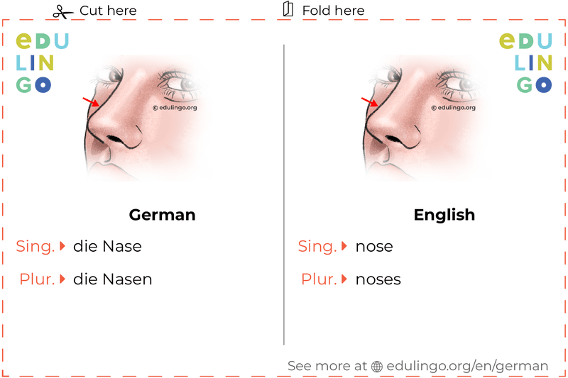 Nose in German vocabulary flashcard for printing, practicing and learning