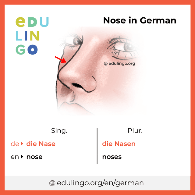 Nose in German vocabulary picture with singular and plural for download and printing