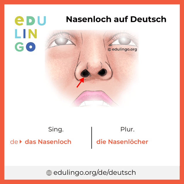 Nasenloch auf Deutsch Vokabelbild mit Singular und Plural zum Herunterladen und Ausdrucken