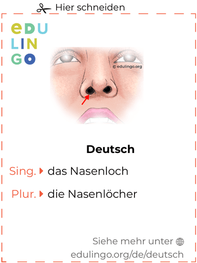 Nasenloch auf Deutsch Vokabelkartei zum Ausdrucken, Üben und Lernen