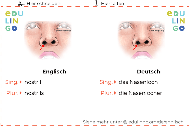Nasenloch auf Englisch Vokabelkartei zum Ausdrucken, Üben und Lernen
