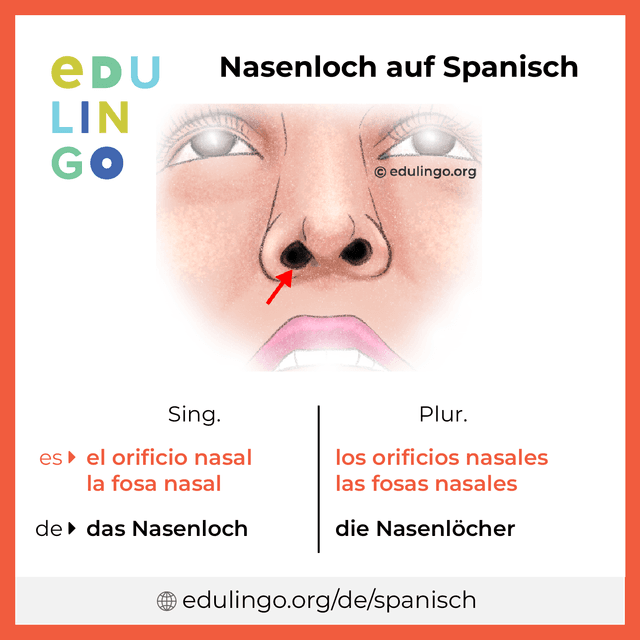 Nasenloch auf Spanisch Vokabelbild mit Singular und Plural zum Herunterladen und Ausdrucken