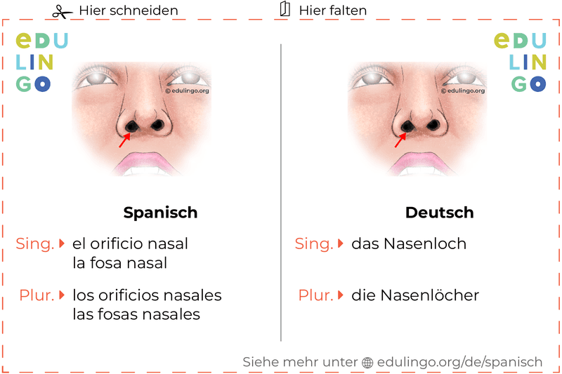Nasenloch auf Spanisch Vokabelkartei zum Ausdrucken, Üben und Lernen