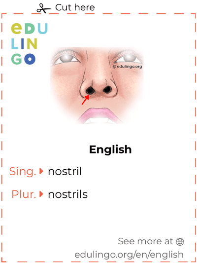 Nostril in English vocabulary flashcard for printing, practicing and learning