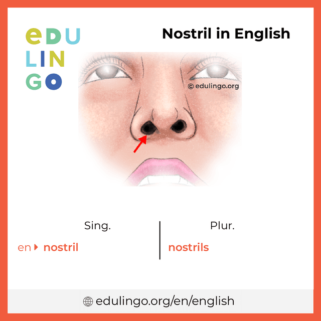 Nostril in English vocabulary picture with singular and plural for download and printing