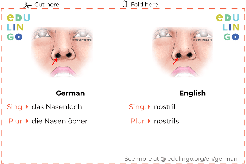 Nostril in German vocabulary flashcard for printing, practicing and learning