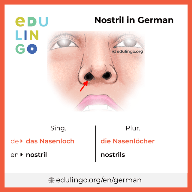 Nostril in German vocabulary picture with singular and plural for download and printing