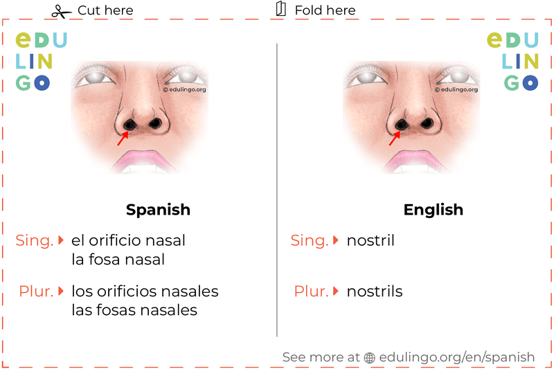 Nostril in Spanish vocabulary flashcard for printing, practicing and learning