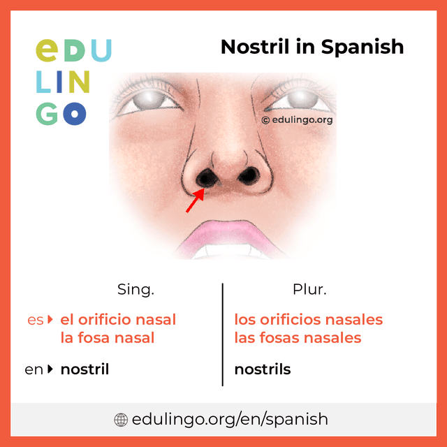 Nostril in Spanish vocabulary picture with singular and plural for download and printing