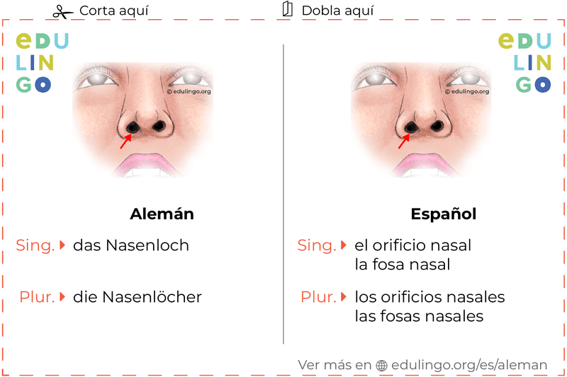 Ficha de Vocabulario Orificio nasal en alemán para imprimir, practicar y aprender