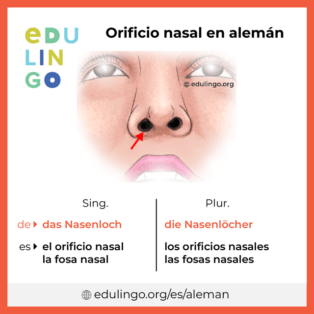 Imagen de vocabulario Orificio nasal en alemán con singular y plural para descargar e imprimir
