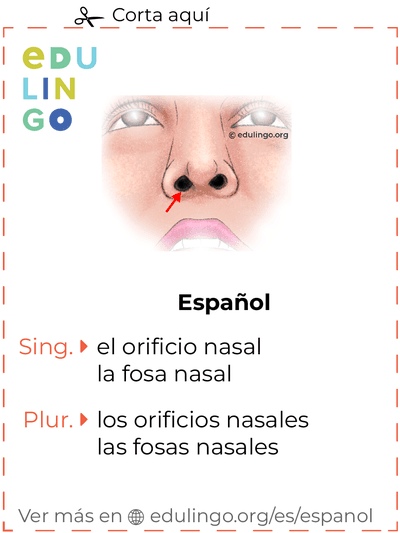Ficha de Vocabulario Orificio nasal en español para imprimir, practicar y aprender