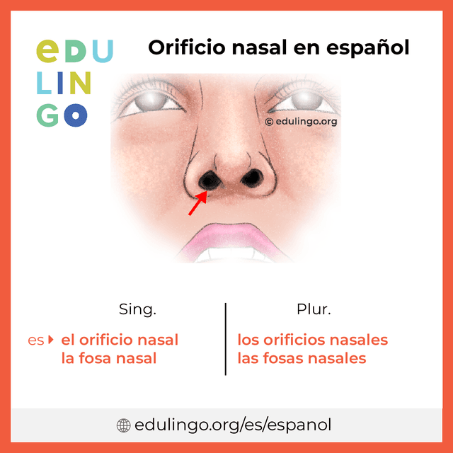 Imagen de vocabulario Orificio nasal en español con singular y plural para descargar e imprimir