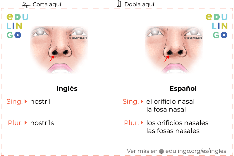 Ficha de Vocabulario Orificio nasal en inglés para imprimir, practicar y aprender