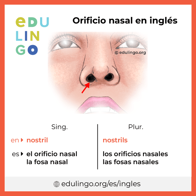 Imagen de vocabulario Orificio nasal en inglés con singular y plural para descargar e imprimir