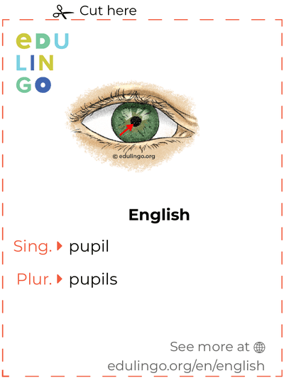Pupil in English vocabulary flashcard for printing, practicing and learning