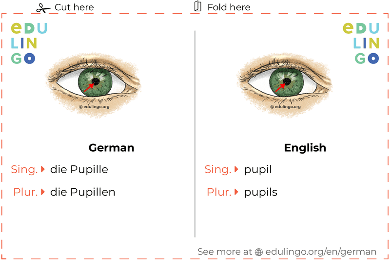 Pupil in German vocabulary flashcard for printing, practicing and learning