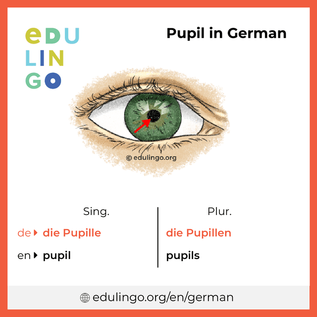 Pupil in German vocabulary picture with singular and plural for download and printing