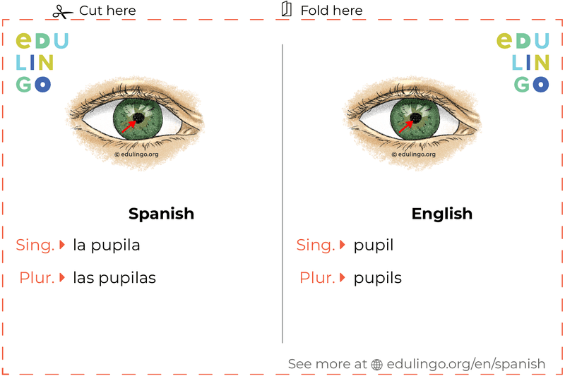 Pupil in Spanish vocabulary flashcard for printing, practicing and learning