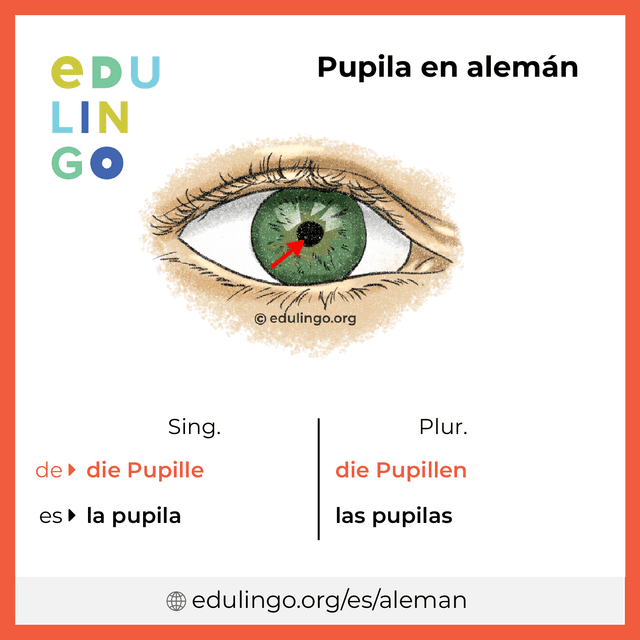 Imagen de vocabulario Pupila en alemán con singular y plural para descargar e imprimir