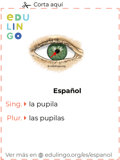 Ficha de Vocabulario Pupila en español para imprimir, practicar y aprender