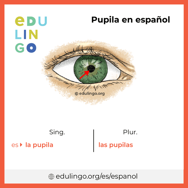 Imagen de vocabulario Pupila en español con singular y plural para descargar e imprimir