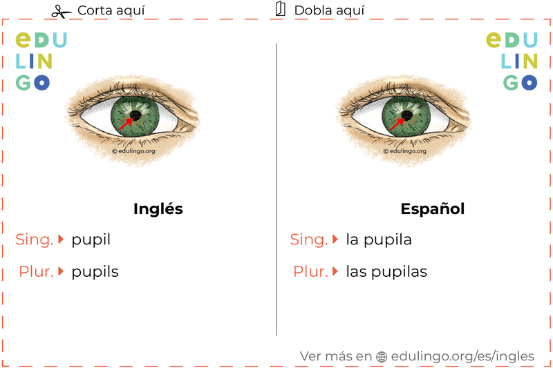 Ficha de Vocabulario Pupila en inglés para imprimir, practicar y aprender