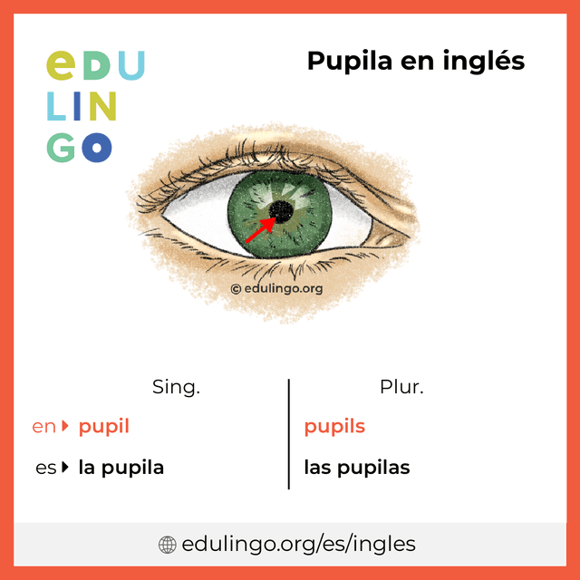 Imagen de vocabulario Pupila en inglés con singular y plural para descargar e imprimir