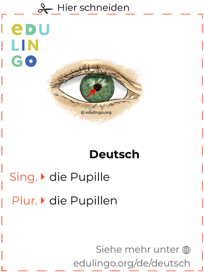 Pupille auf Deutsch Vokabelkartei zum Ausdrucken, Üben und Lernen