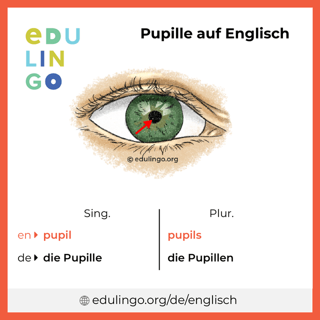 Pupille auf Englisch Vokabelbild mit Singular und Plural zum Herunterladen und Ausdrucken