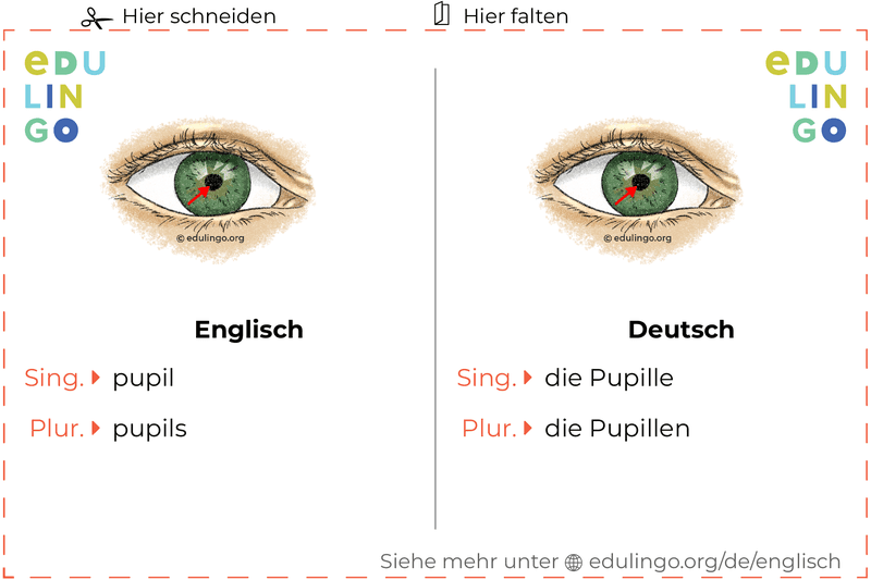 Pupille auf Englisch Vokabelkartei zum Ausdrucken, Üben und Lernen