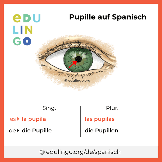 Pupille auf Spanisch Vokabelbild mit Singular und Plural zum Herunterladen und Ausdrucken