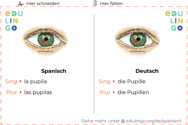 Pupille auf Spanisch Vokabelkartei zum Ausdrucken, Üben und Lernen