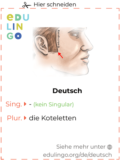 Koteletten auf Deutsch Vokabelkartei zum Ausdrucken, Üben und Lernen