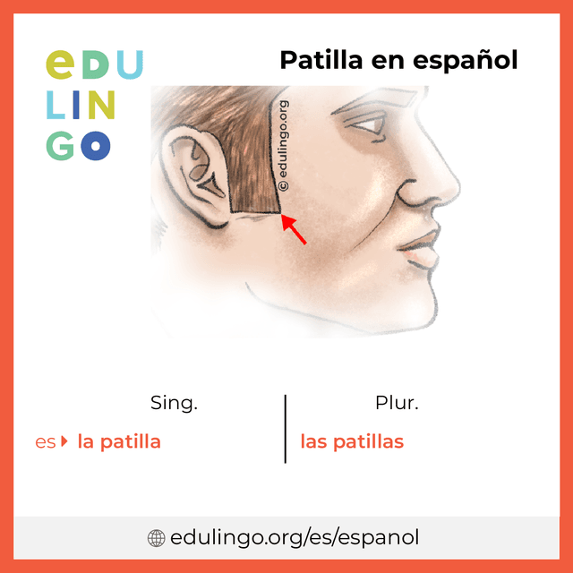 Imagen de vocabulario Patilla en español con singular y plural para descargar e imprimir