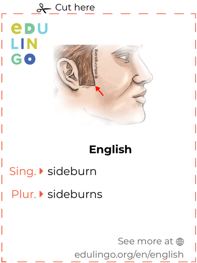 Sideburn in English vocabulary flashcard for printing, practicing and learning