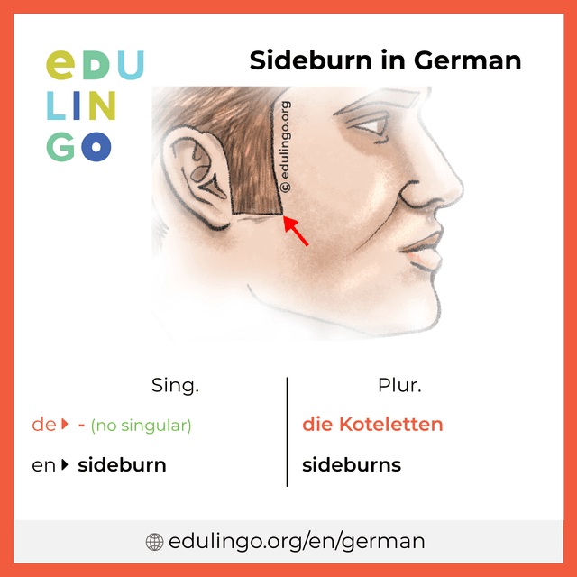 Sideburn in German vocabulary picture with singular and plural for download and printing