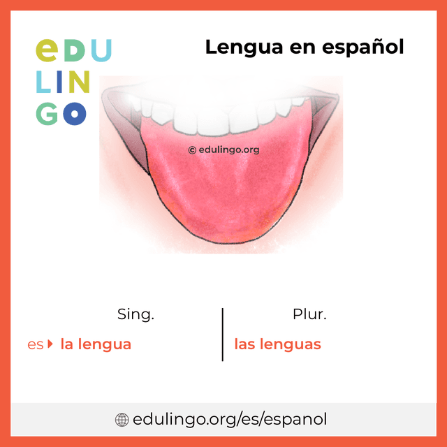 Imagen de vocabulario Lengua en español con singular y plural para descargar e imprimir
