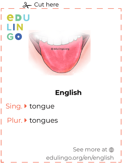 Tongue in English vocabulary flashcard for printing, practicing and learning