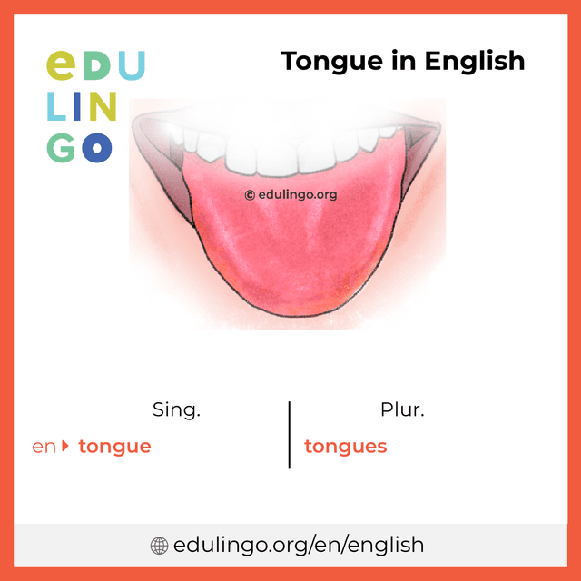 Tongue in English vocabulary picture with singular and plural for download and printing