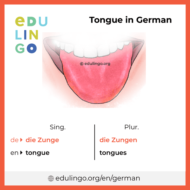 Tongue in German vocabulary picture with singular and plural for download and printing