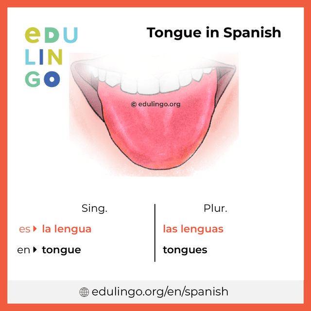 Tongue in Spanish vocabulary picture with singular and plural for download and printing