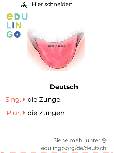 Zunge auf Deutsch Vokabelkartei zum Ausdrucken, Üben und Lernen