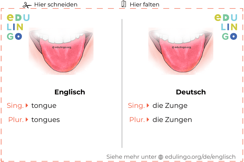 Zunge auf Englisch Vokabelkartei zum Ausdrucken, Üben und Lernen