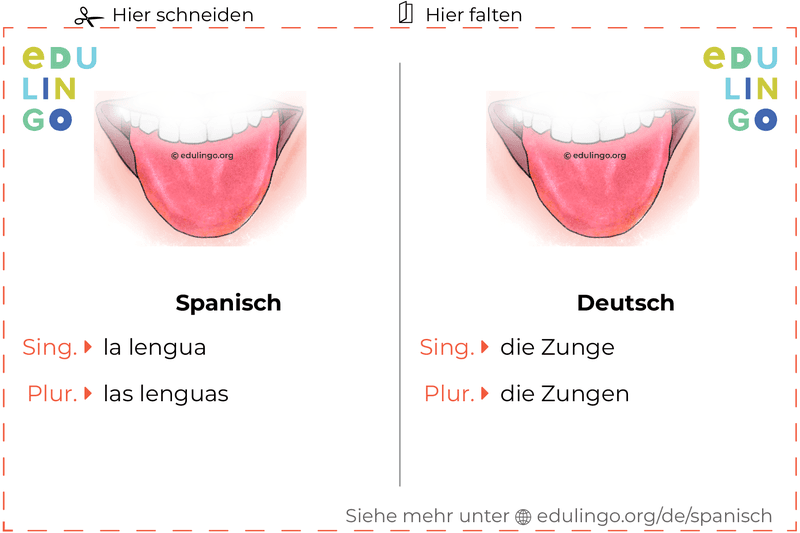 Zunge auf Spanisch Vokabelkartei zum Ausdrucken, Üben und Lernen